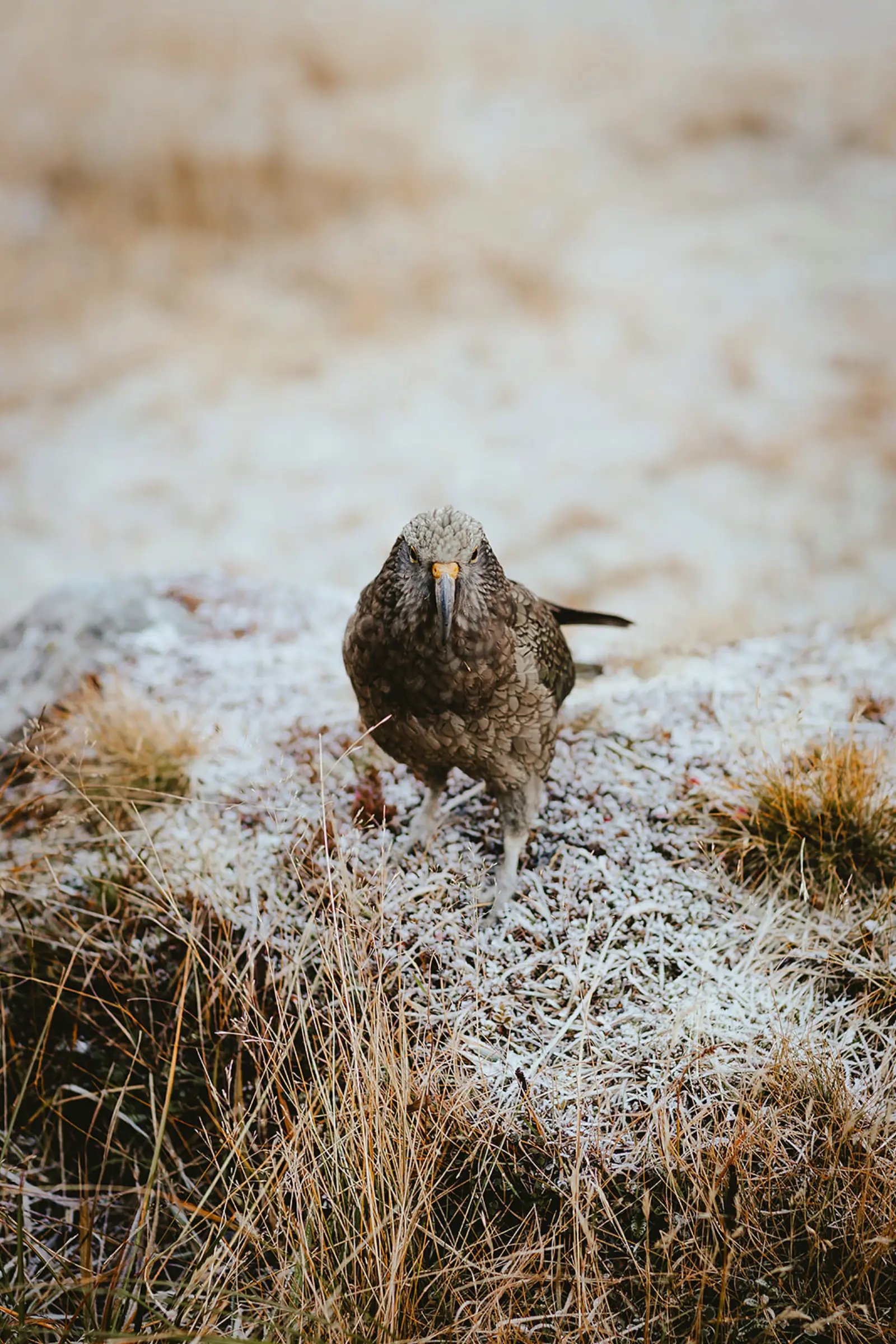 Kea, a New Zealand alpine parrot, on frosted tussock